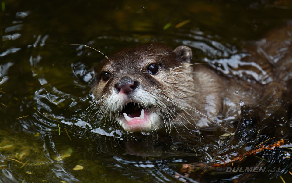 Asian small-clawed otter (Aonyx cinereus)